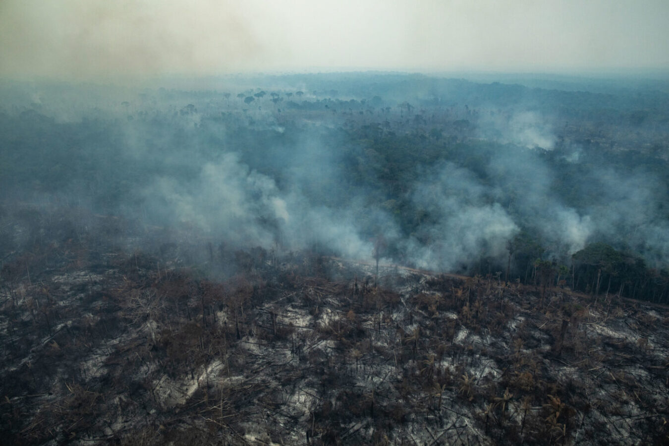 Como Bolsonaro desmontou a fiscalização ambiental