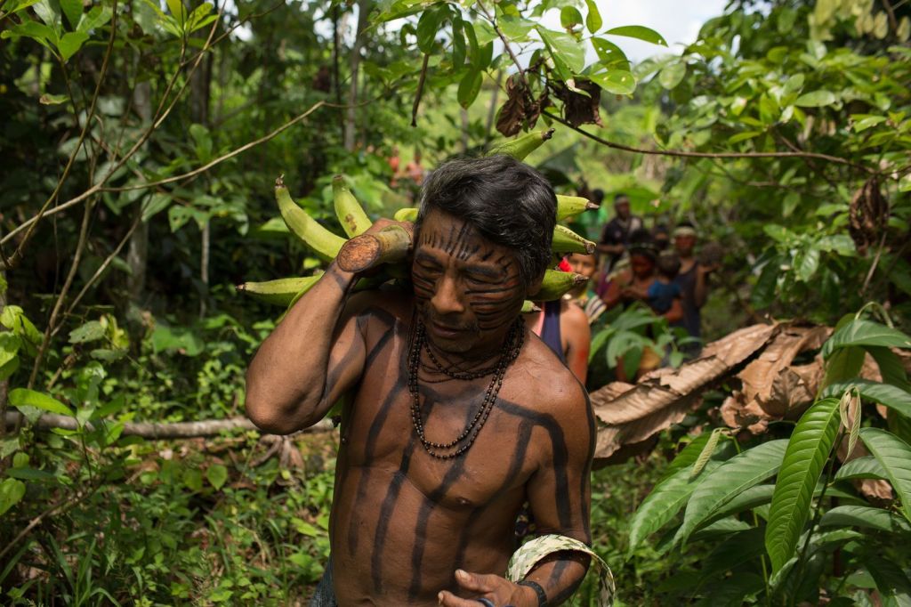Indígenas Kanamari durante trabalho na roça da aldeia Massapê, no rio Itacoai. Etnia é uma das que vivem na TI Vale do Javari, para onde seriam enviados 19 toneladas de bisteca pela gestão da Funai no governo Bolsonaro.