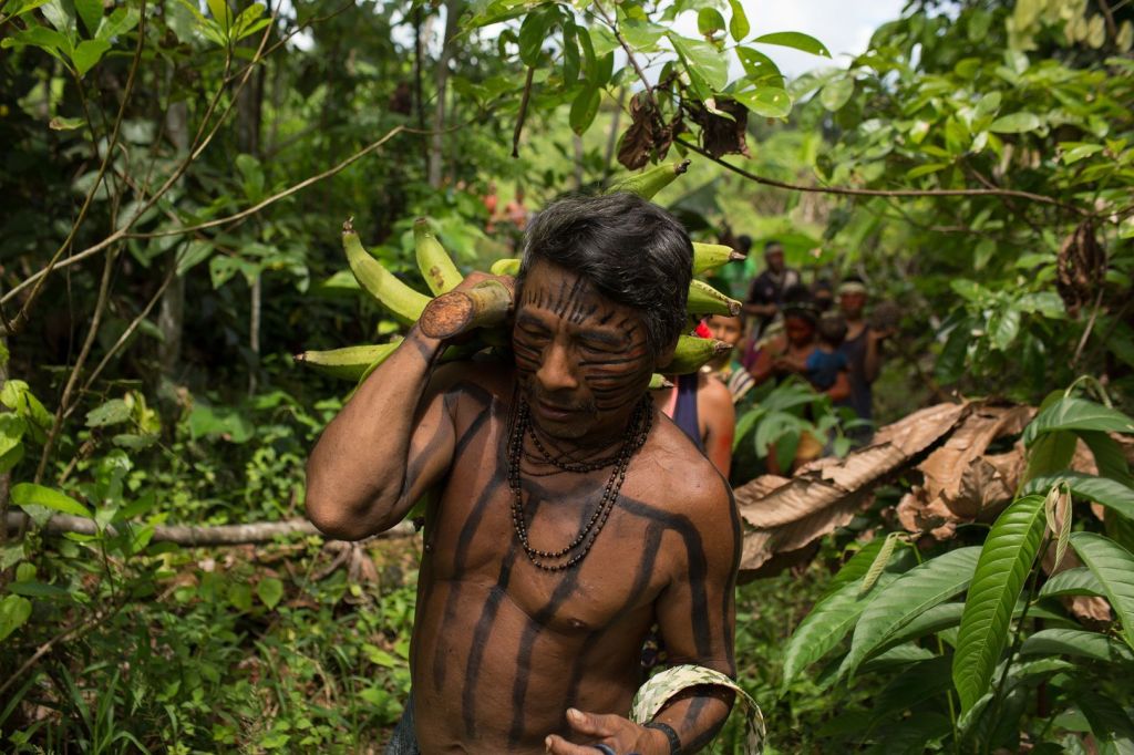 Indígenas Kanamari durante trabalho na roça da aldeia Massapê, no rio Itacoai. Etnia é uma das que vivem na TI Vale do Javari, para onde seriam enviados 19 toneladas de bisteca pela gestão da Funai no governo Bolsonaro.