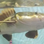 UFPA já descobriu 21 espécies no Xingu e tem um dos maiores bancos de dados sobre peixes da Amazônia